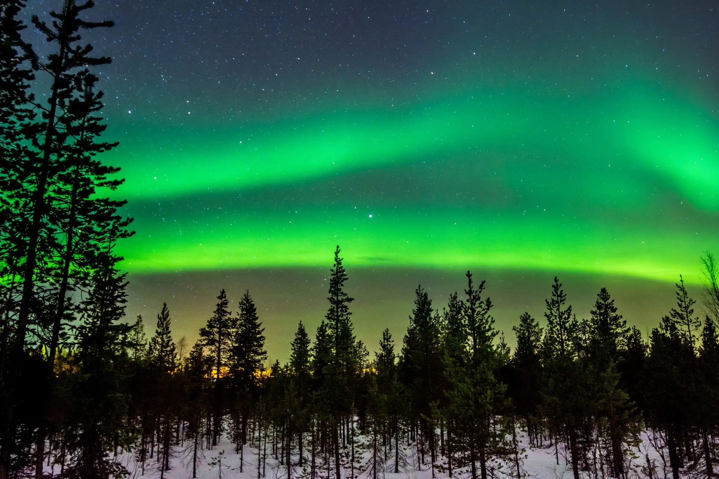 A bright green band of northern lights over a snowy spruce forest