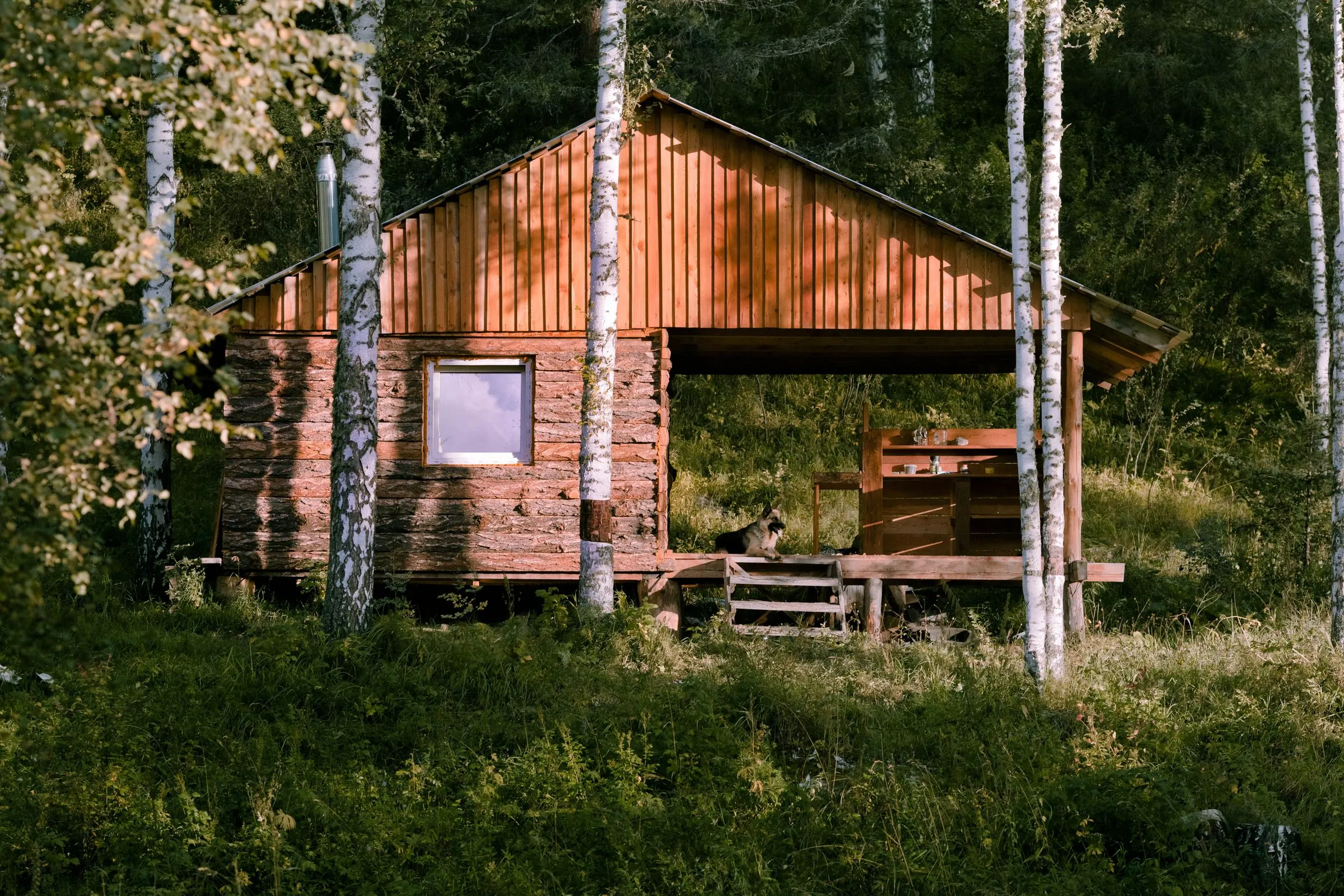 A small timber cabin with a covered porch, among birch trees in summer