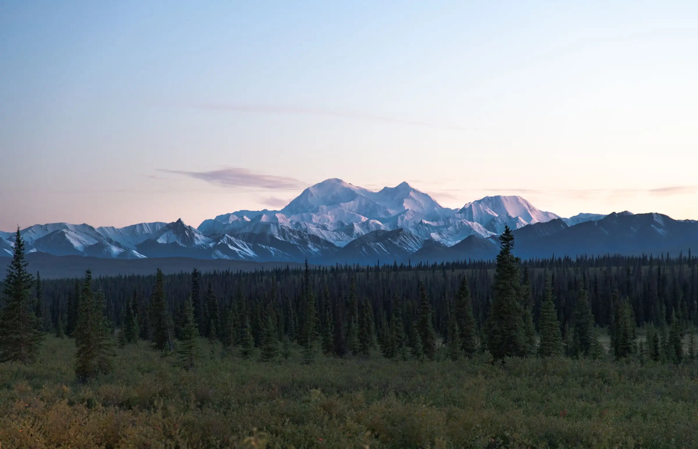 The snowy Alaska Range at dusk, rising beyond a wide band of spruce forest