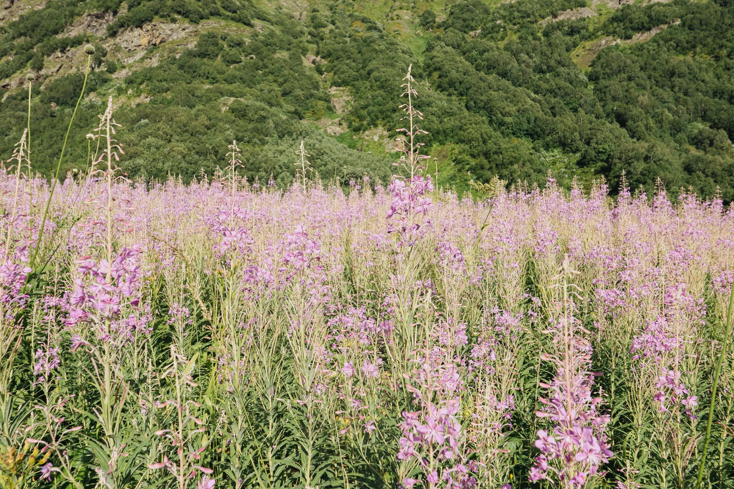 A meadow of tall pink fireweed in front of a wooded hillside