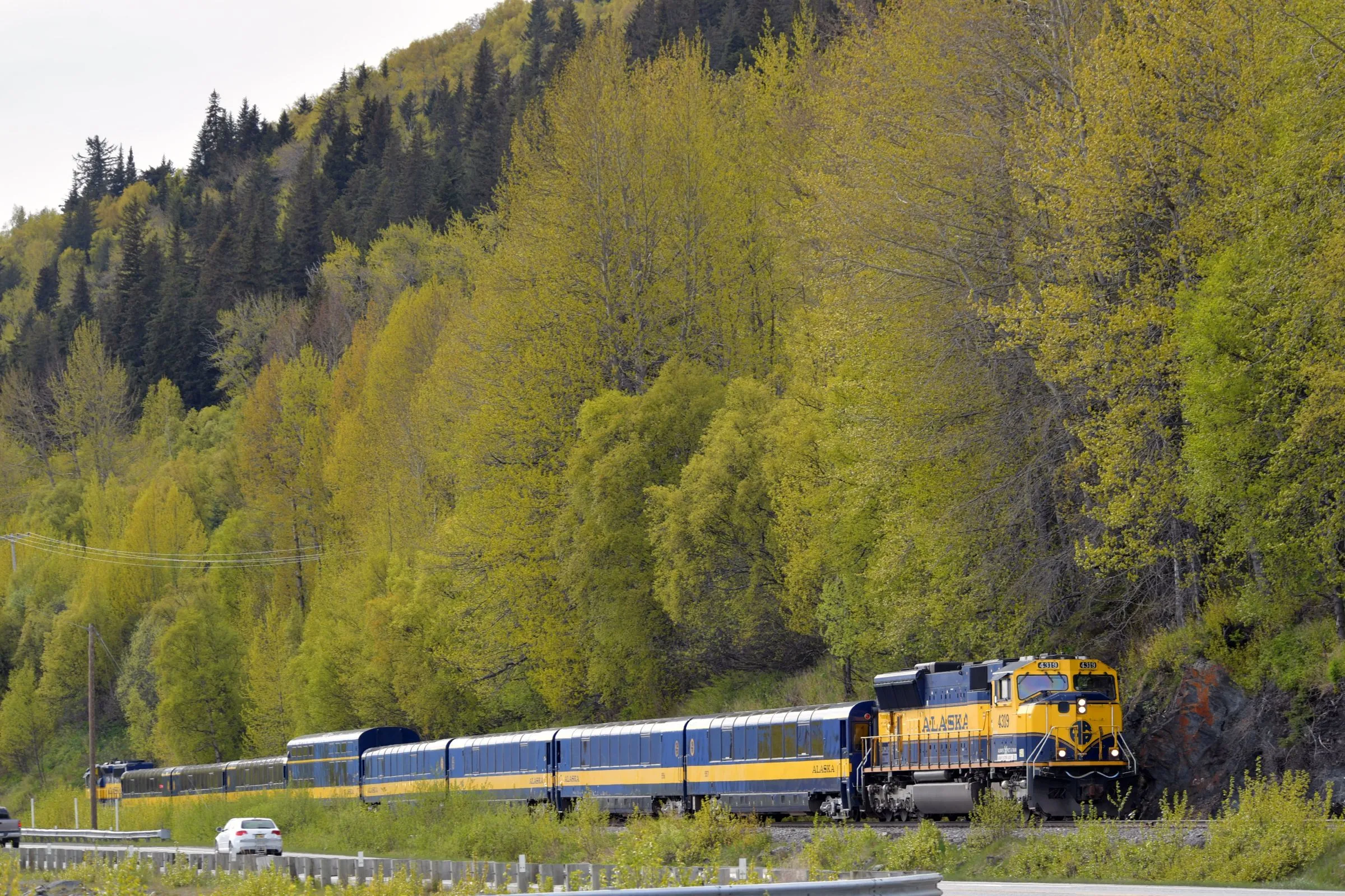 A blue and yellow passenger train running along the foot of a hillside of bright green birch trees